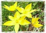 Gîte de la Tulipe d'Alsace
